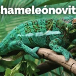 chameleónovité