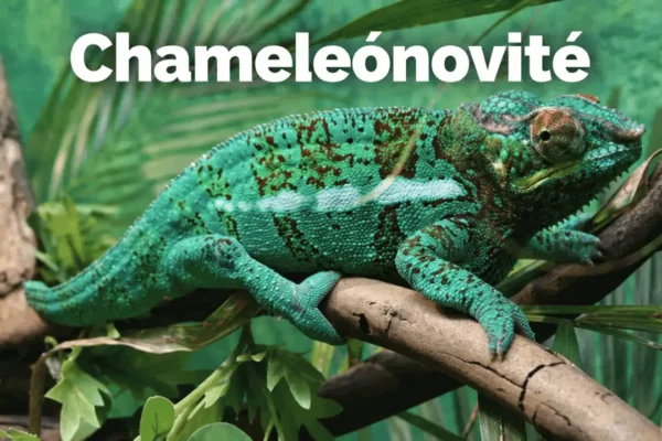 chameleónovité