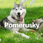 pomerusky