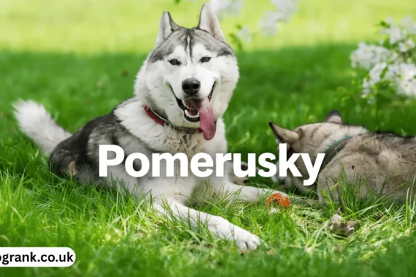 pomerusky