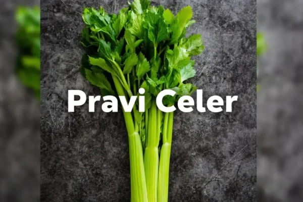 pravi celer
