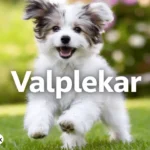 valplekar