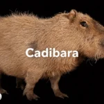 cadibara
