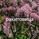 ракитовица