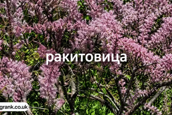 ракитовица