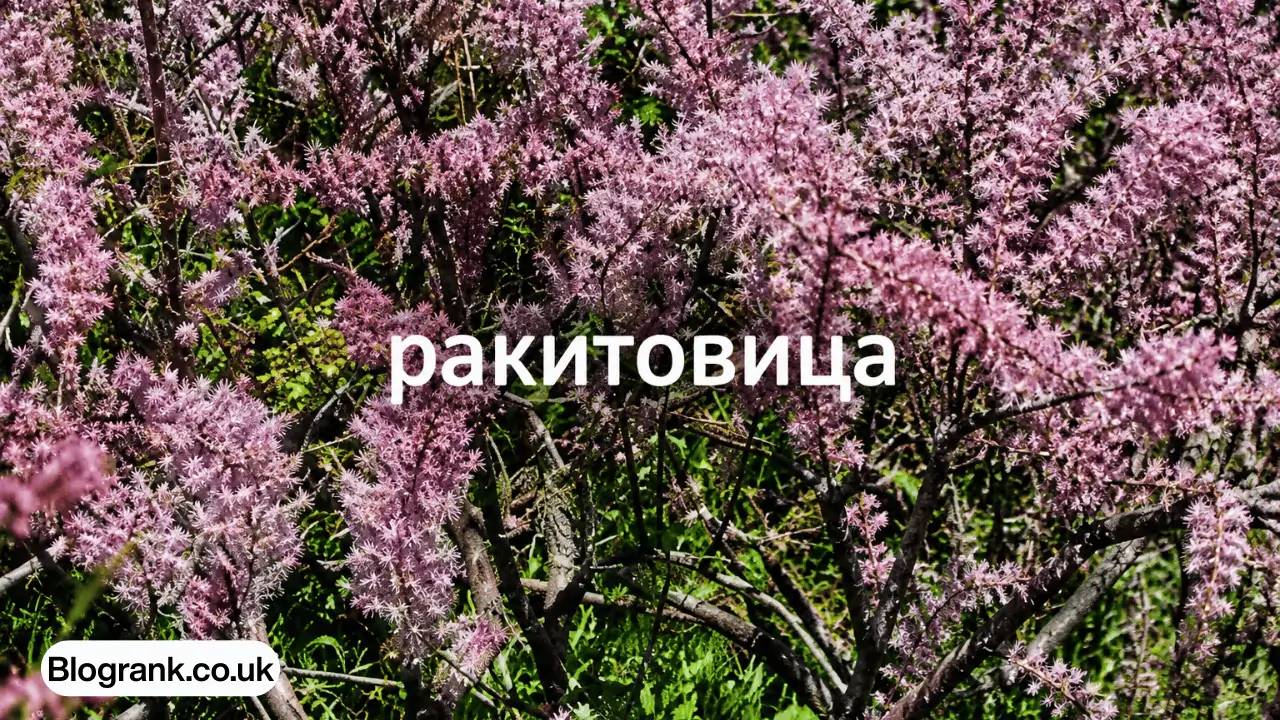 ракитовица